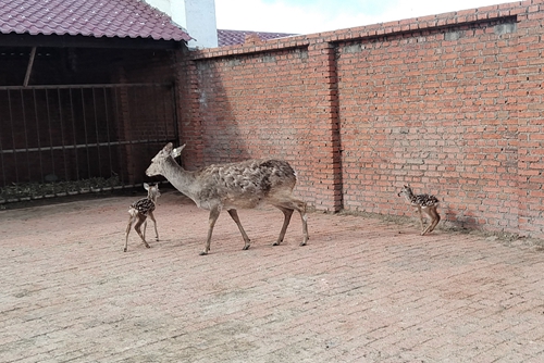 喜讯丨LETOU国际米兰·(中国区)官方网站雪原鹿场喜迎三胞胎