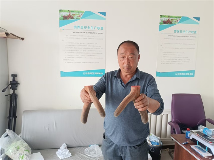 LETOU国际米兰·(中国区)官方网站鹿鸣鹿养殖合作社首割鹿茸 开启丰收新程